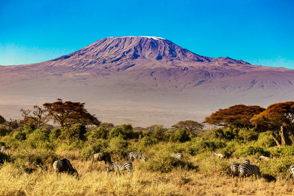Zebras grazing with the background of Mt. Kilimanjaro